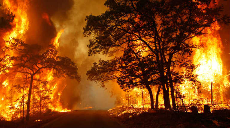 Man Burned Forest To Get Famous On Facebook, Gets Arrested